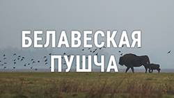 Адзін дзень з фатографам зь Белавескай пушчы